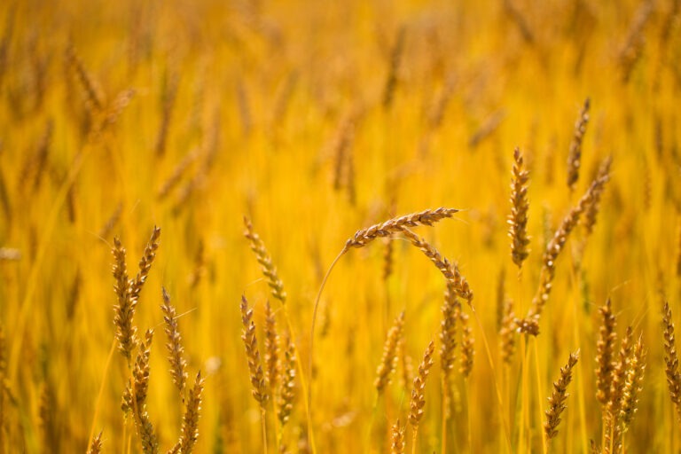 芒种 Máng Zhǒng: Grain in Ear